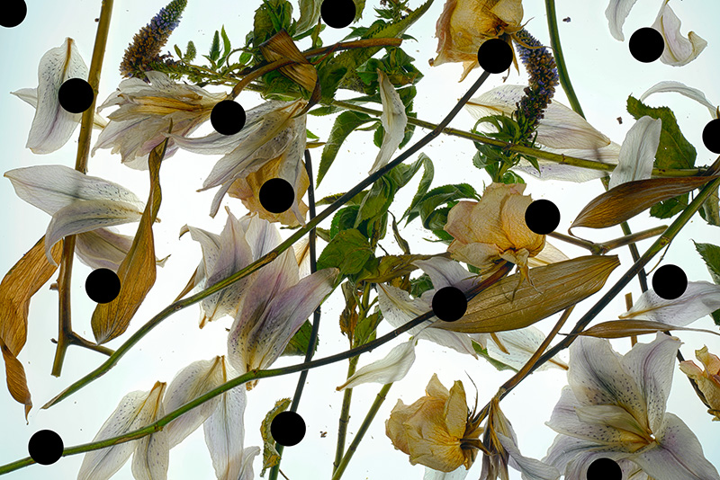 Holes: Les Fleurs du Mal 1