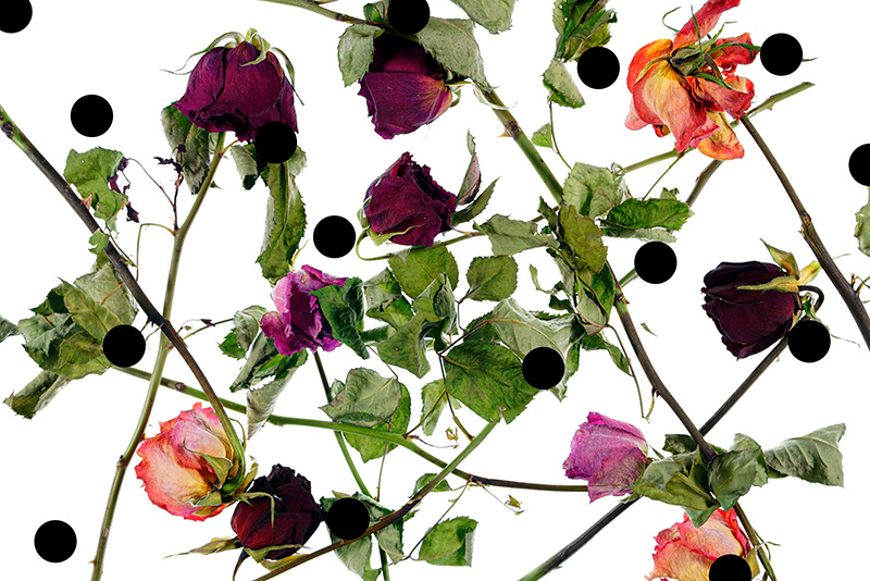 Holes: Les Fleurs du Mal 2