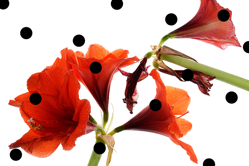 Holes: Les Fleurs du Mal 4